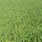 Background of lush young corn field in spring with copy space