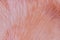 Background macro close up of Pleurotus djamor is beautiful mushrooms color pink