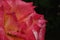 Background macro image pink and white rose petals on a dark background with dew drops