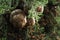 Background macro image of thuja cypress with small brown cones