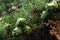 Background macro image of thuja cypress with small green cones