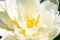 Background made of beautyful white tulip flower with yellow core