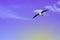 Background made of bright purple sunset sky, white clouds  and a flying seagull