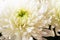 Background made of close up view on white sumptuous big chrysanthemum with light green core.
