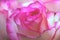 Background made of close up view on white sumptuous big pink rose with delicate core.