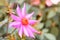 Background made of macro view of vibrant star-shaped dahlia flower with bright orange core and bokeh