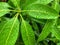 Background made of rain drops on green leaves of a mango tree on a rainy day