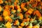 the background is made up of the flowers of yellow orange marigolds of calendula. Collection of seeds of flowers of medicinal