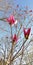 Background. Magnolia flower buds against the blue sky and spring trees