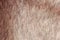 Background with male neck skin texture covered with fine and coarse hairs and bristles and scales