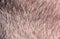 Background with a man`s chin skin texture covered with fine and coarse hairs and bristles and scales