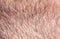 Background with a man`s chin skin texture covered with fine and coarse hairs and bristles and scales