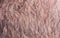 Background with a man`s chin skin texture covered with fine and coarse hairs and bristles and scales