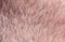 Background with a man`s chin skin texture covered with hair and beard bristles