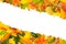 Background with many autumn leaves