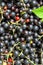 Background of the many berries black currant