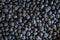Background of many blueberries top view