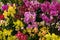 Background with many colored orchids, yellow, pink, and red