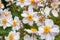 Background of many flowers Japanese anemone