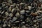 Background of many mussels