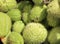 Background of many thorny fruits called Chayote