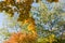 Background of maple branch with autumn leaves against aspen tree