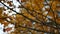Background maple tree autumn