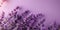 background for March 8, purple background with flowers