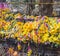 Background of Marigold garlands