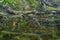 Background with a marshland with dirty water overgrown with sedge, grass and small broken boughs filmed closeup