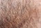 Background with masculine skin texture covered with fine and coarse hairs and bristles and scales