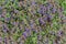 Background of meadow covered with flowering Glechoma hederacea