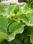 Background with the medicinal plant burdock.Large green leaves on a Bush of burdock is useful. Close up