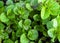 Background mint grown in the garden close-up, full frame, gardening, farming