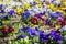 Background of mixed pansies flowers in the garden