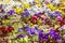Background of mixed pansies flowers in garden