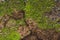 Background of mountain rock with bright green lichen, stone texture close up