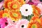 Background from multi-colored gerberas. Pink, yellow, white flowers. Gardening and growing flowers. Floristics and bouquets