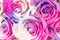 Background of multicolor roses. Purple, purple, cream, pink colors