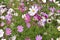 Background of multicolored flowers of Cosmea in the garden