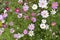 Background of multicolored flowers of Cosmea in the garden