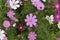 Background of multicolored flowers of Cosmea in the garden