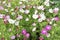 Background of multicolored flowers of Cosmea in the garden