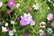 Background of multicolored flowers of Cosmea in the garden