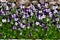 Background of multicolored pansy flowers with white-blue flowers