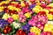 Background of multiple Primrose Primula Vulgaris plants in full bloom. Multicolor Primula Flowers, top view. Colorful perennial