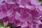 Background of multiple rose hydrangea plant or hortensia flower in blooming close up