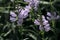 Background natural beauty. Gentle pink Physostegia flower in the garden on a sunny morning