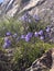 Background of natural beauty. Tender purple flowers high in the mountains