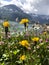 Background of natural beauty. Tender yellow dandelion flowers on a background of mountains.